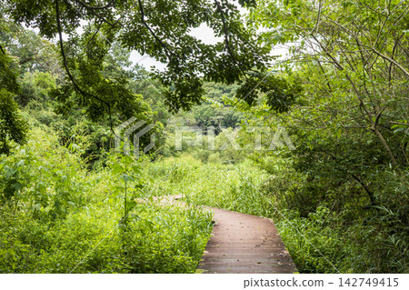 Early autumn in the forest of Koajiro Early autumn in the forest of Koajiro 142749415