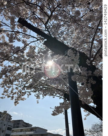 櫻花的風景 櫻花的風景 142749429