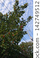 Kuroganemochi with red berries 142749512