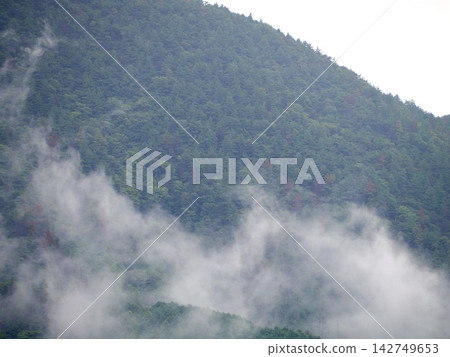 雨後森林中升起薄霧。 雨後森林中升起薄霧。 142749653