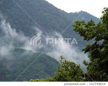 雨後森林中升起薄霧。 雨後森林中升起薄霧。 142749654