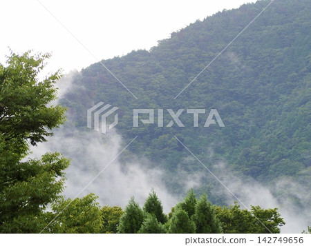 雨後森林中升起薄霧。 雨後森林中升起薄霧。 142749656