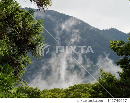 Mist and fog rising from the forest after the rain. Mist and fog rising from the forest after the rain. 142749657