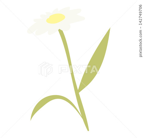 白色飛蓬花的插圖 白色飛蓬花的插圖 142749706