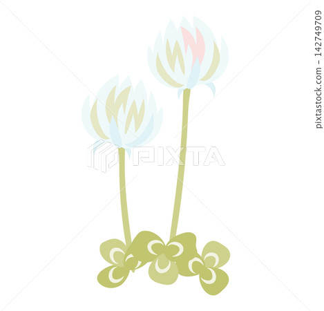 An illustration of two white clover flowers and a three-leaf clover. An illustration of two white clover flowers and a three-leaf clover. 142749709