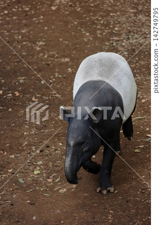 A Malayan tapir walking towards you A Malayan tapir walking towards you 142749795