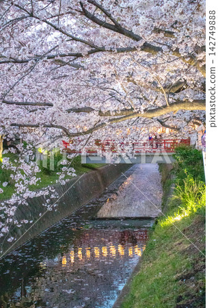 Night cherry blossoms along the river Night cherry blossoms along the river 142749888