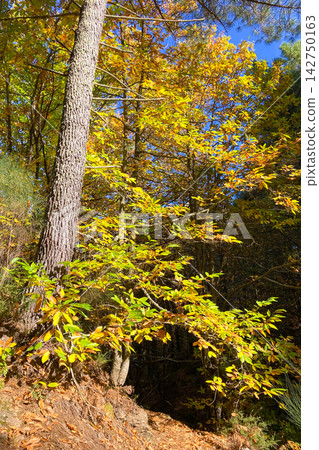 A scenic hiking trail winds through an autumn forest toward a viewpoint overlooking Sierra Blanca mountains near Ojen in Spain A scenic hiking trail winds through an autumn forest toward a viewpoint overlooking Sierra Blanca mountains near Ojen in Spain 142750163