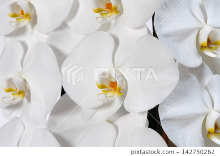 漂亮的蝴蝶蘭花 漂亮的蝴蝶蘭花 142750262