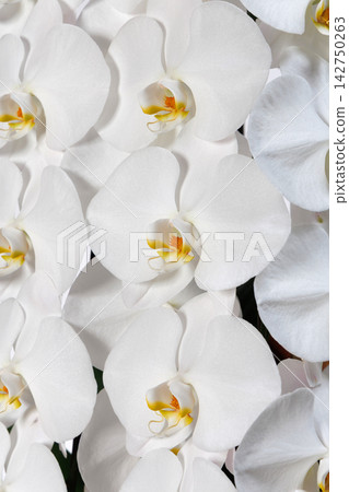 漂亮的蝴蝶蘭花 漂亮的蝴蝶蘭花 142750263