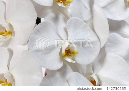 漂亮的蝴蝶蘭花 漂亮的蝴蝶蘭花 142750265