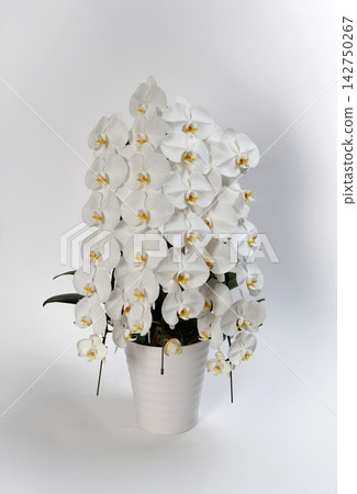 漂亮的蝴蝶蘭花 漂亮的蝴蝶蘭花 142750267