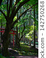 A red torii gate and moss-covered path stand deep in the forest. 142750268