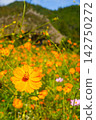 Bright orange cosmos flowers blooming under a blue sky. 142750272