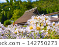 Autumn flowers and old thatched-roof houses create a quintessential Japanese landscape. 142750273