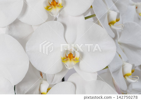 漂亮的蝴蝶蘭花 漂亮的蝴蝶蘭花 142750278