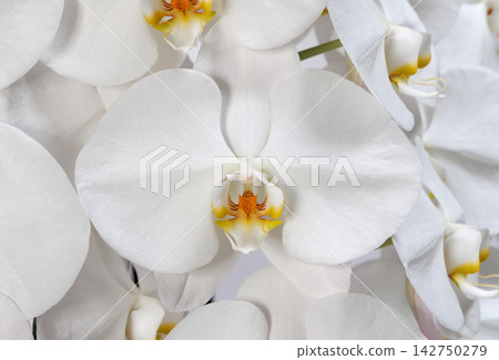 漂亮的蝴蝶蘭花 漂亮的蝴蝶蘭花 142750279