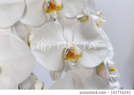 漂亮的蝴蝶蘭花 漂亮的蝴蝶蘭花 142750281