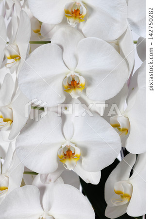 漂亮的蝴蝶蘭花 漂亮的蝴蝶蘭花 142750282