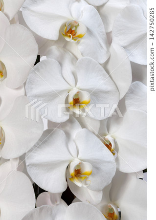 漂亮的蝴蝶蘭花 漂亮的蝴蝶蘭花 142750285
