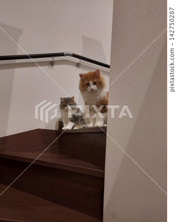 Cat sitting on the steps 142750287