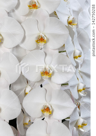漂亮的蝴蝶蘭花 漂亮的蝴蝶蘭花 142750288