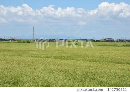 夏日清爽的田園風光 夏日清爽的田園風光 142750331