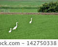 A refreshing summer rural landscape, with egrets searching for food. 142750338