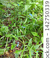Blue Commelina 142750339