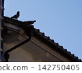 pigeon on the roof 142750405