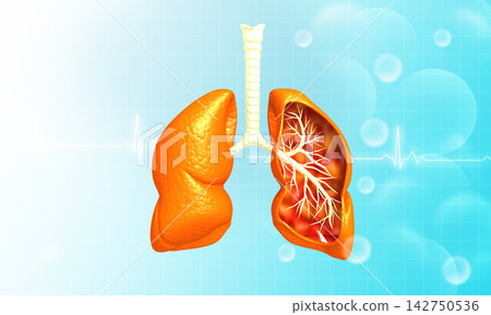 Human lungs anatomy Human lungs anatomy 142750536