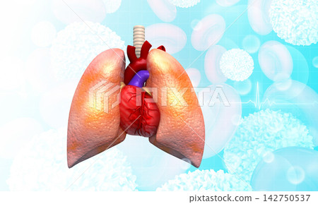 Human lungs and heart anatomy Human lungs and heart anatomy 142750537