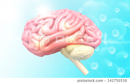 Human Brain anatomy Human Brain anatomy 142750538