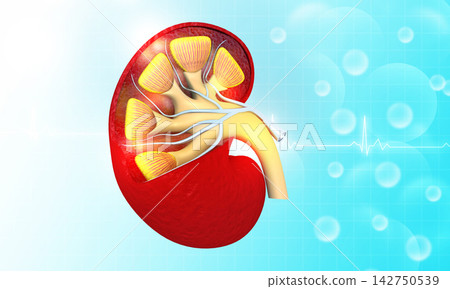 Human Kidney anatomy Human Kidney anatomy 142750539