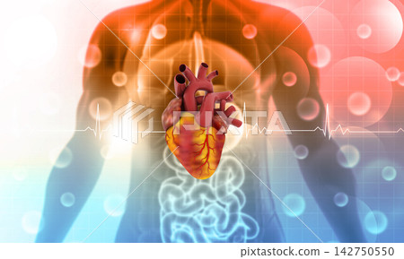 Human circulation cardiovascular system with heart anatomy Human circulation cardiovascular system with heart anatomy 142750550