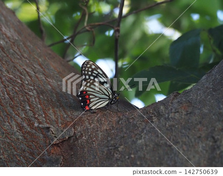 A Red-spotted Purple butterfly perched on a tree trunk. A Red-spotted Purple butterfly perched on a tree trunk. 142750639