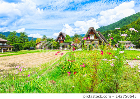 日本原汁原味的風景：秋天的白川鄉 142750645