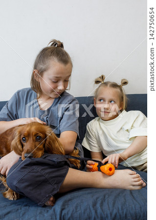 Sister and brother children playing dog sitting on sofa at home. Kids and red cocker spaniel pet Sister and brother children playing dog sitting on sofa at home. Kids and red cocker spaniel pet 142750654