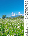 Soba flowers blooming on Kaida Plateau overlooking Mt. Ontake under the blue sky 142750799