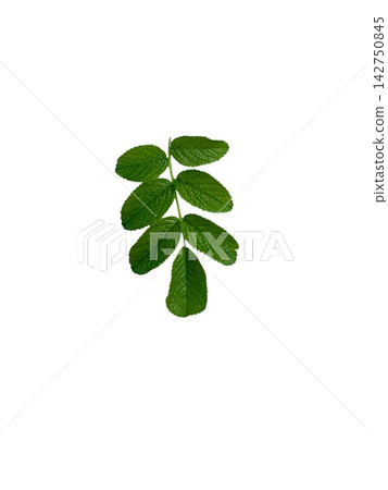 Rosehip branch leaves Rosa canina medicinal plant herbal phytotherapy natural ingredient botanical organic wellness leaf Rosehip branch leaves Rosa canina medicinal plant herbal phytotherapy natural ingredient botanical organic wellness leaf 142750845