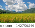 The limited express Hida HC85 series runs through the ears of rice, which are starting to bow under the blue sky. 142750849
