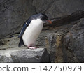 Humboldt penguin standing on a rock 142750979