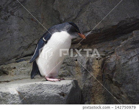 Humboldt penguin standing on a rock Humboldt penguin standing on a rock 142750979