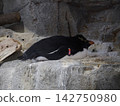 Penguins climbing on rocks 142750980