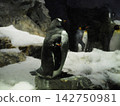 Penguin 142750981