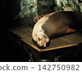 Sleeping fur seals 142750982
