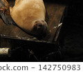 Sleeping seal 142750983