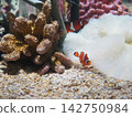 Clownfish coexisting with sea anemones 142750984