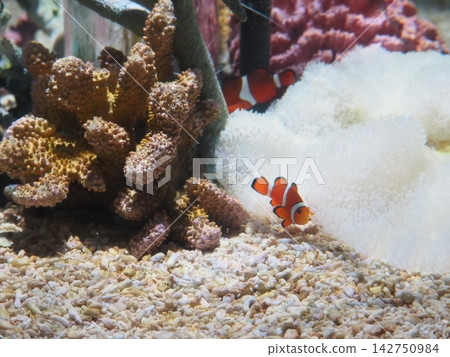 Clownfish coexisting with sea anemones Clownfish coexisting with sea anemones 142750984