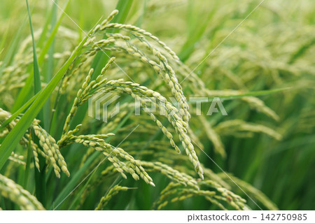 Green rice stalks beginning to droop Green rice stalks beginning to droop 142750985